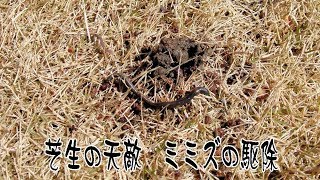 芝生の天敵のミミズの駆除