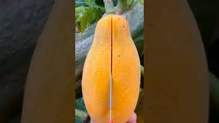 என்ன ஒரு கொள்ளை அழகு இந்த பப்பாளி பழம்/ பப்பாளி பழம்/ papaya/ fruit #shorts