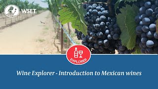 Wine Explorer - Introduction to Mexican Wines