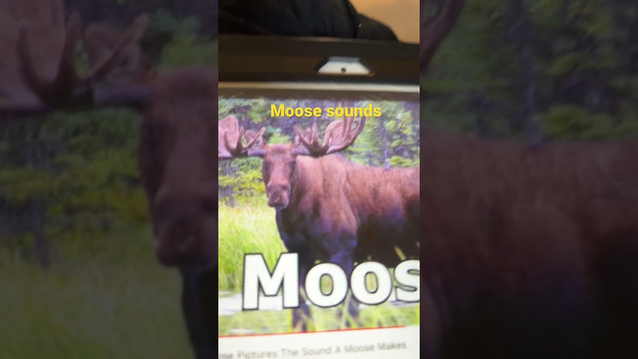 Moose Sounds Youtube