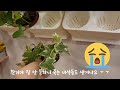 자연을 실내에 담아봐요 벽걸이 최애식물관리🌻