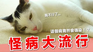 【好味小姐】貓咪怪病大流行！日常生活遭受嚴重打擊！｜好味貓日常EP78