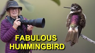 Look at this Hummingbird's Back! WOW!