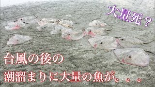 【ガサガサ】台風後の潮溜まりに大量の魚が。。。