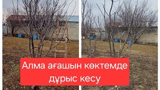 Алма ағашын көктемгі дұрыс кесу#алма ағашы#обрезка яблони часть 1