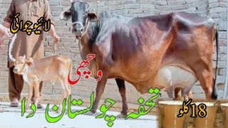 03263951451|Cholistani Farizion crass cow for sale| Milk 20kg| 29 /01/2025|#live