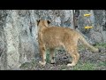 【ライオン】2023 2 8のクレイくん🦁その4　とべ動物園