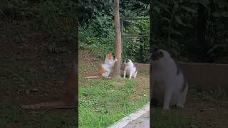 뚱냥이 삼남매 귀여워💕 밥 맛있게 먹구 매일 즐겁게 꽁냥꽁냥 놀아❤️  귀여운고양이😸 #길고양이 #streetcat #뚱냥이 #치즈냥 #고양이장난 #길냥이 #개냥이 #냥이들