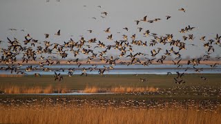 Vogelexcursie Oostvaardersplassen met Arjan Dwarshuis (23-02-2022)