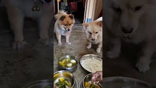 😊 ডিম দিয়ে ভাত খাওয়া হবে আজ।