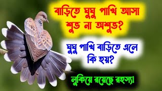 বাড়িতে ঘুঘু পাখি আসা শুভ না অশুভ? ঘুঘু পাখি বাড়িতে এলে কি হয়? লুকিয়ে রয়েছে রহস্য