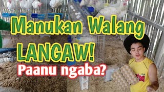 IWAS LANGAW.! | Paraan upang MAIWASAN ang pagdami ng LANGAW sa poultry.