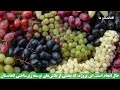 بزرگترین مگا پروژه شاهکار مهندسی در قلب صحرا افغانستان دروازه‌ای به آینده افغانستان