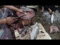 amazing 7.7 kg big fish cutting skills video new desi fish cutting skills videos viral fish 2024