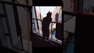 A nosy cat😹😹😹 | cute cat | Pets Z