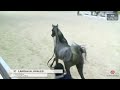 N.37 LAHDAH AL KHALED - Almortajaz Arabian Horse Show 2024 - Yearling Fillies Section C (Class 1C)