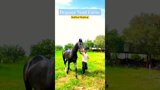 Beautyful Boy Meghraj #marwaristallion #studfarm #marwarihorse #horselover #viralvideos #viralreels