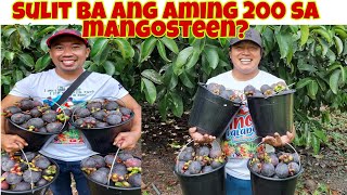 Sulit ba ang 200 Pesos sa  EAT ALL YOU CAN Mangosteen sa Farm?