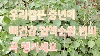 #모시잎 #권가네농장  중년의 건강에  좋은 모시잎 효능.재배방법.수확시기.먹는 부분