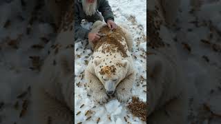 Rescuing a White Bear Attacked by Bees: Removing Beehives from Its Back