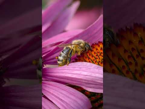 How to Take Stunning Macro Photos in 20 Seconds!