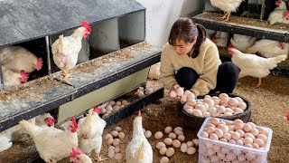 How to raise super egg laying hens, daily care process for a hen farm that lays millions of eggs