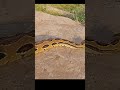 विषारी घोणस साप highly venomous snake russell s viper