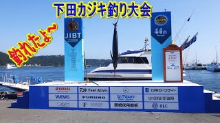 【下田かじき】国際カジキ釣り大会JIBT下田2022