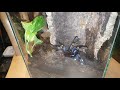 how i safely rehouse p. metallica gooty ornamental tarantula no nonsense rehouse