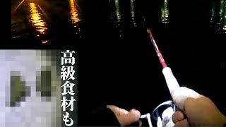 函館港夜のイカ釣り！！超高級食材もキター！！釣って塩辛熱燗で