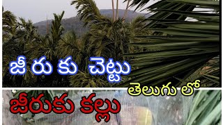 జీరుకు చెట్టు \u0026 జి రు కు  కల్లు తెలుగు లో  jiruku kallu G.K telugu vlog by Vk telugu moto vlogs