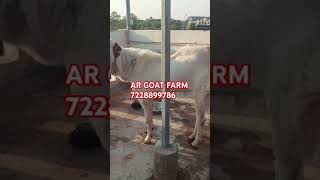 BIGGEST SOJAT BREEDER TOP QUALITY MAIN AR GOAT FARM INDIA