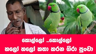 කතා කරන අපුර්ව ලබු ගිරවා