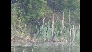 Female Coot on nest while Male guards, May 29th 2013