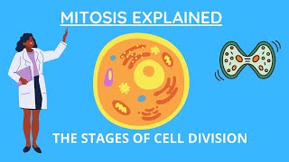 Mitosis Explained In 3 Minutes: Simple and Easy