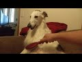 Happy Silken Windhound Gets Brushed