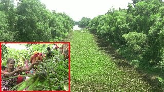 দীর্ঘ ১০ কি: মি: নদীর কচুড়িপানা পরিস্কার করে দৃষ্টান্ত স্থাপন করলেন  গ্রামবাসী