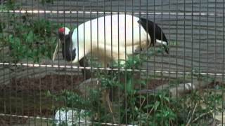 タンチョウ【東山動植物園に行こう!!】