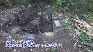 【狩猟】タヌキ29番、30番捕獲、残りは・・・。