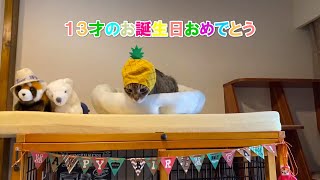 猫たまき１３才の誕生日