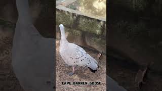 ഇത് കഴുകനാണോ 🦅 ഇവൻ ഭീകരൻ അല്ലാട്ടോ || Cape Barren Goose || വാത്ത വരേയ്റ്റി ആണ് || 🪿 Goose Kerala