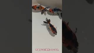 【動画☆1円スタート】らんちゅう 金魚 タイ産 江戸錦 生後3ヵ月 (k006) 熱帯魚 淡水魚 キャリコ 3色 赤 黒 白 ライオンヘッド 金魚の王様