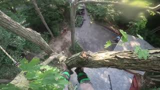 climbing and rigging 100ft sugar maple