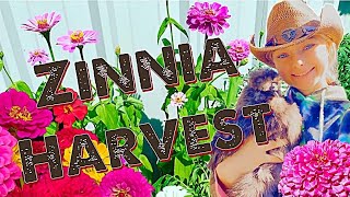 Harvesting GORGEOUS Zinnia Flowers | COME ALONG WITH ME