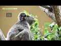 【東山動植物園公式】もりもりワトルとりん《 コアラ 》