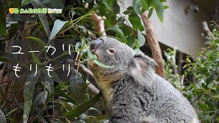 【東山動植物園公式】もりもりワトルとりん《 コアラ 》