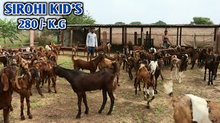 Sirohi Kid's Available On ₹280 Per K.g At Maina BP Goat Farm