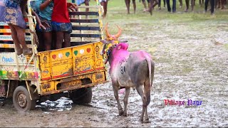 சூரக்குடி மாபெரும் மஞ்சுவிரட்டு திருவிழா 2021 Part 2