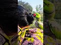 মিঠু অনেক বেয়াদব parrot bolnywalatota funnyanimal funnybird birds funnytota funnyparrot