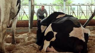 Discover Dairy: What's the truth behind cow tipping?